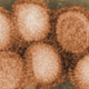 Image for article titled Nature goes ahead and publishes study explaining how to create deadly mutant bird flu